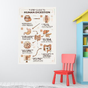 Poster Guia de 7 Etapas para o Processo de Digestão Human