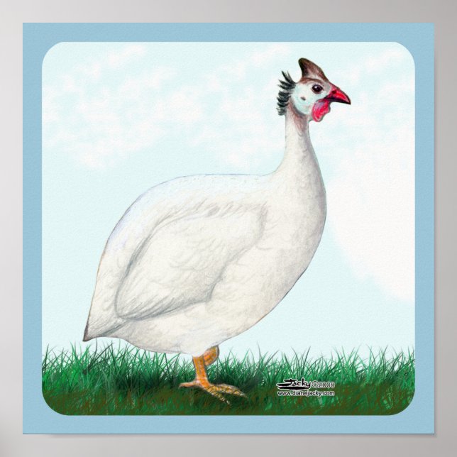 Pôster Guiné Branca (Frente)