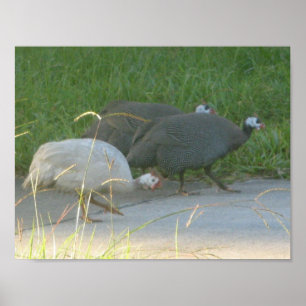 Pôster Guiné Fowl
