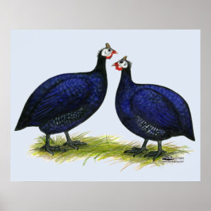 Pôster Guineas Royal Purple Pair