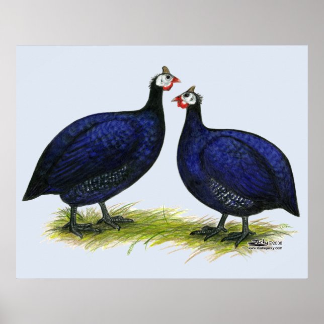 Pôster Guineas Royal Purple Pair (Frente)
