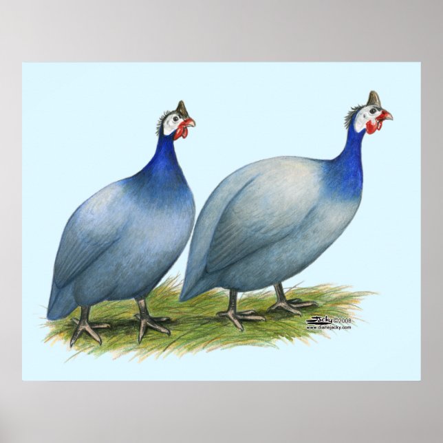 Pôster Guineas Slate Pair (Frente)