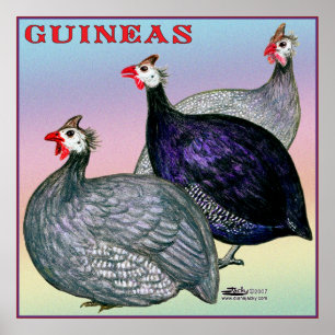 Poster Guineas Three Fowl