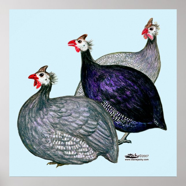 Pôster Guineas Três (Frente)