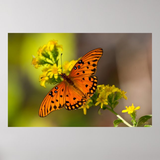 Poster Gulf Fritillary aka Passion Butterfly on Goldenrod (Frente)