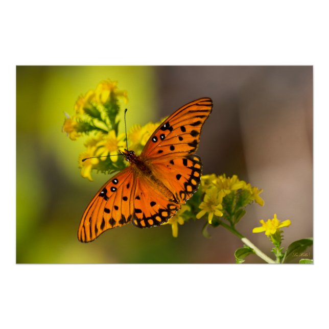 Pôster Gulf Fritillary também conhecida como Borboleta da (Frente)