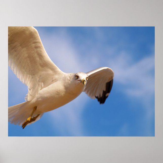 Poster Gull (Frente)