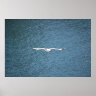 Pôster Gull