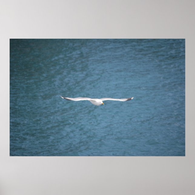Pôster Gull (Frente)