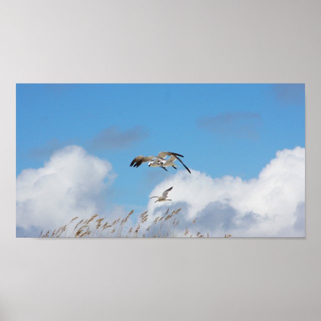 Poster Gull Trio 1 (Frente)