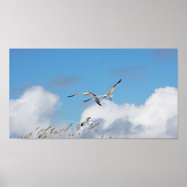 Poster Gull Trio 2 (Frente)