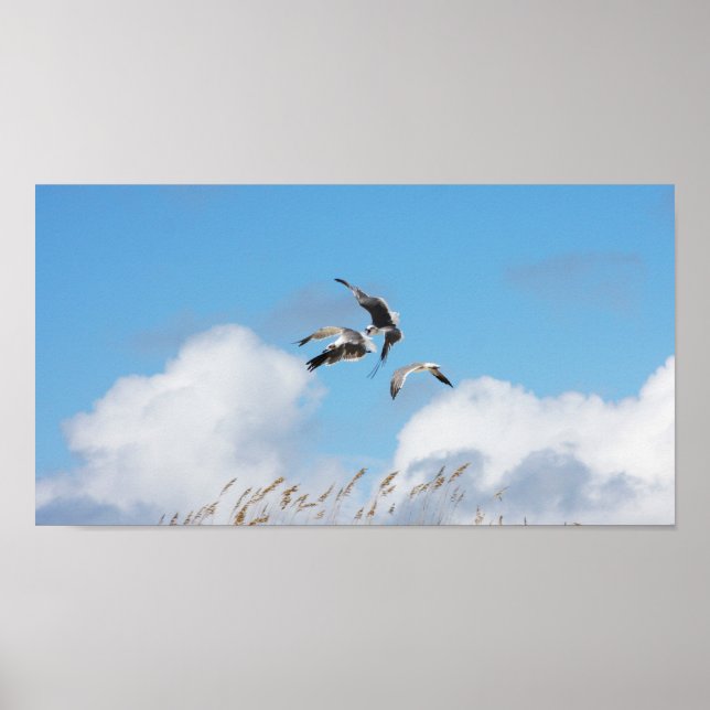 Pôster Gull Trio 4 (Frente)