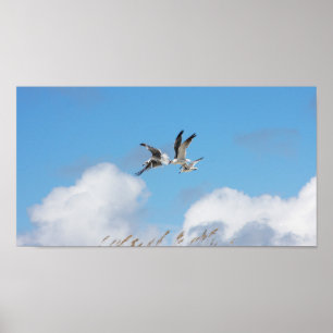 Poster Gull Trio 5