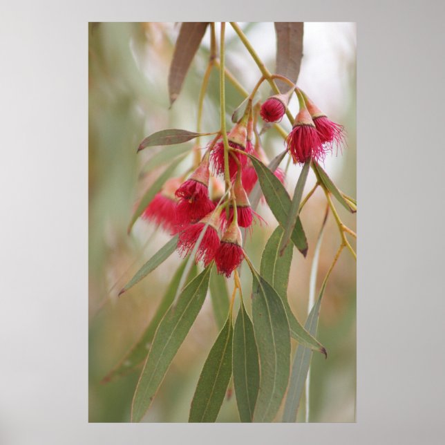 Pôster Gum Blossomo (Frente)