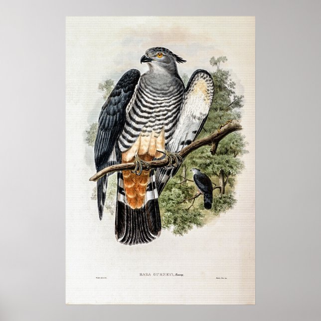 Poster Gurney's Cuckoo-Falcon, de John Gould (Frente)