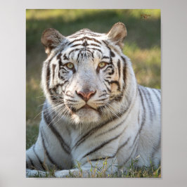 Poster Gus - cartão