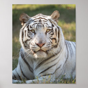 Poster Gus - cartão