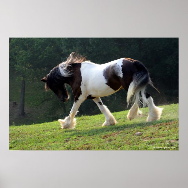 Pôster Gypsy Vanner (Frente)