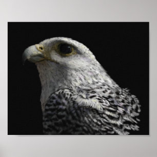 Pôster Gyrfalcon Ártico