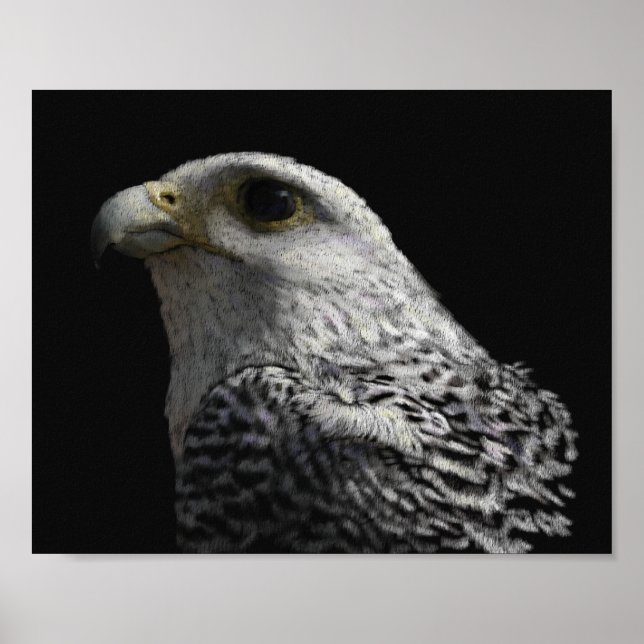 Pôster Gyrfalcon Ártico (Frente)