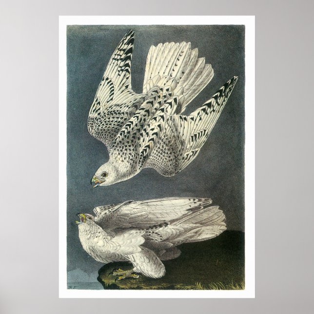 Poster Gyrfalcon de Audubon (Frente)
