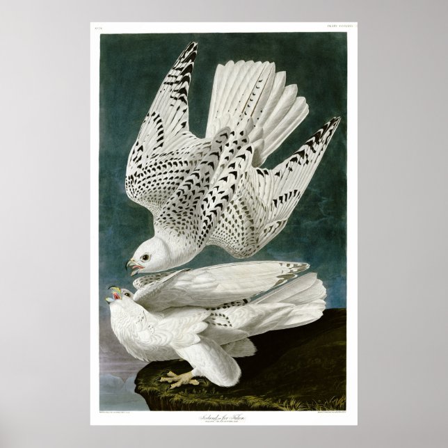 Pôster Gyrfalcon de John Audubon (Frente)