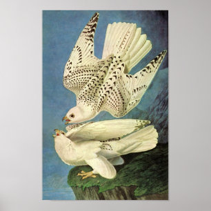 Pôster Gyrfalcon, John James Audubon