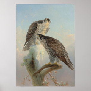 Poster Gyrfalcon norueguês por Joseph Wolf