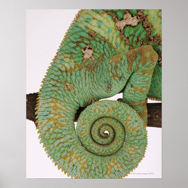 Pôster Habita áreas de montanha secas. Indígenas (Frente)