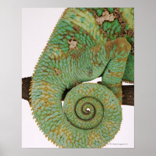 Pôster Habita áreas montanhosas secas. Indígenas