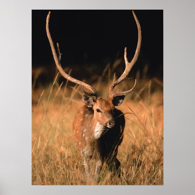 Poster Habitat Natural Chital | Parque Nacional de Bandha (Frente)