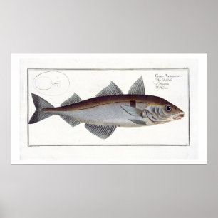 Poster Haddock (Gadus Aeglefinus) plate LXII from 'Ichthy