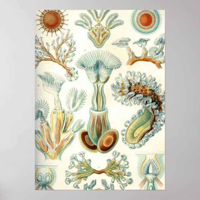 Poster Haeckel Bryozoa (Frente)