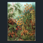 Pôster Haeckel Garden<br><div class="desc">Poster de jardim Haeckel.</div>