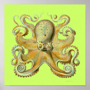 Pôster Haeckel Octopus
