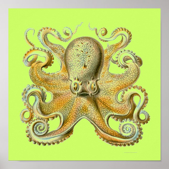 Pôster Haeckel Octopus (Frente)