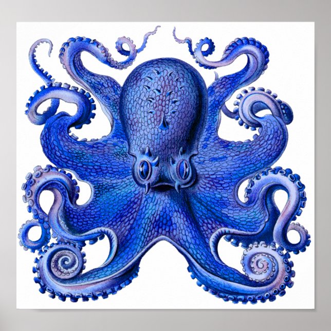 Poster Haeckel Octopus Blue (Frente)