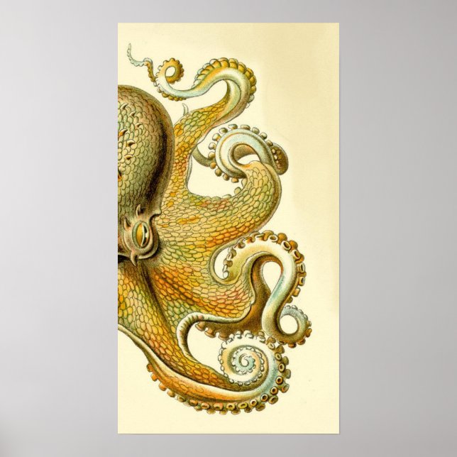 Pôster Haeckel Octopus Diptych I (Frente)