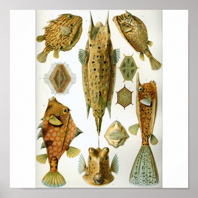 Pôster Haeckel_Ostraciontes (Frente)