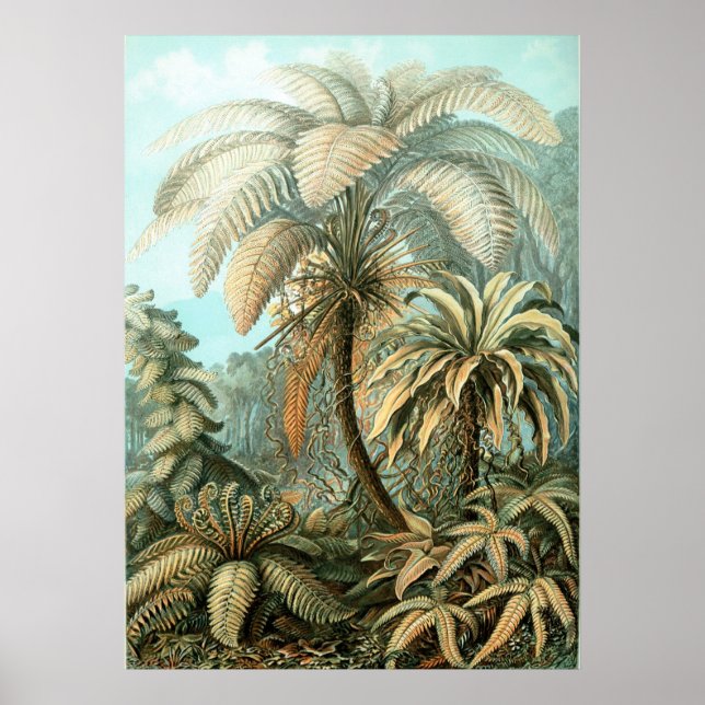 Pôster Haeckel Palm Tree (Frente)