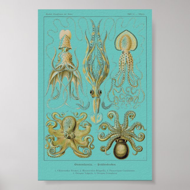 Poster Haeckel Squid, Gamochonia (Frente)
