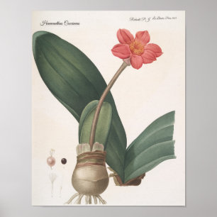 Pôster Haemanthus Coccineus