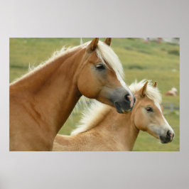 Poster Haflinger, cavalo e galo