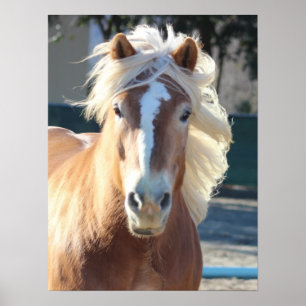 Poster Haflinger Horse