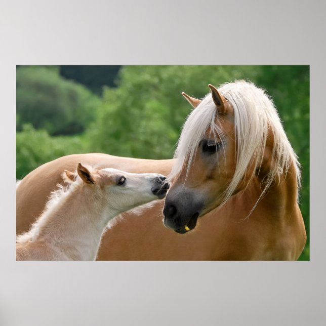 Poster Haflinger Horses Foal and Mare cuddling, Photo (Frente)