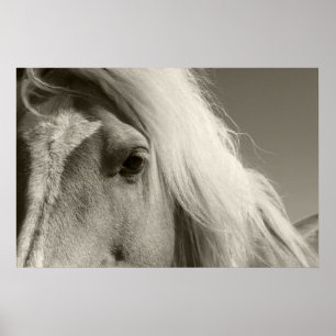 Pôster Haflinger retrato cheval - Horse -