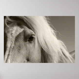 Pôster Haflinger retrato cheval - Horse -