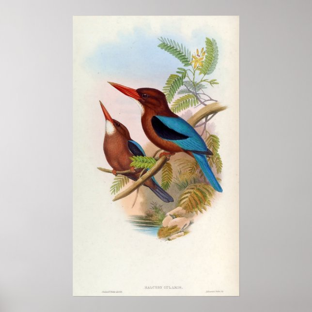Poster Halcyon Gularis (Kingfisher com garganta branca) (Frente)