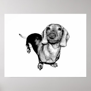 Pôster Halftone Black and White Photo Dachsund Doxie