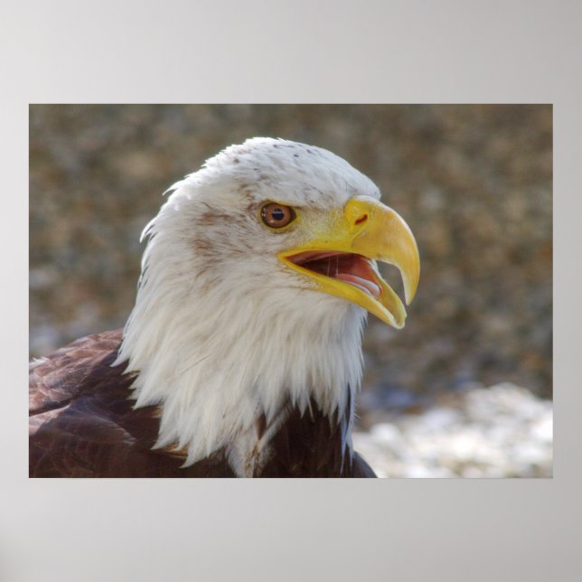 Poster Haliaeetus leucocephalus (Frente)